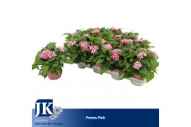 Pentas lanceolata graffiti pink