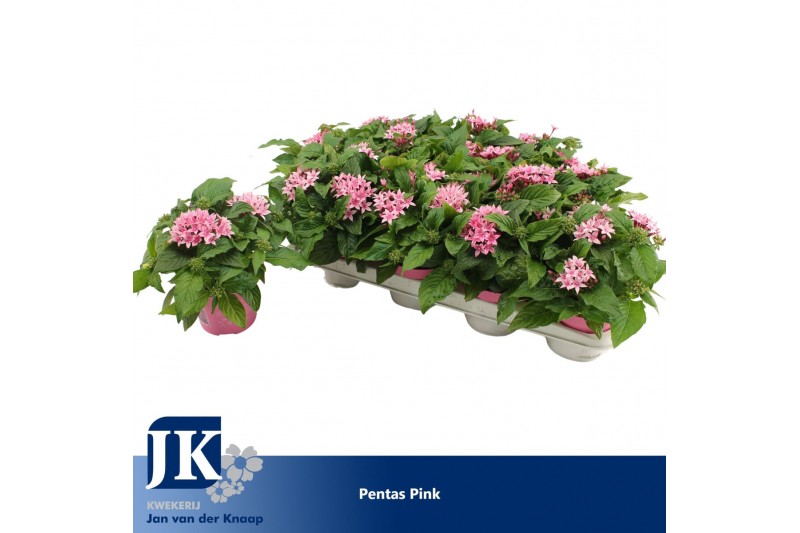 Pentas lanceolata graffiti pink 