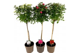 Rosa mix kar stamroos