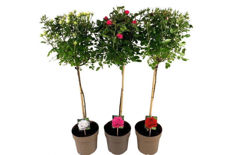 Rosa mix kar stamroos 