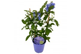 Plumbago auriculata op rek