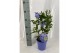 Plumbago auriculata op rek 
