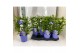 Plumbago auriculata op rek 