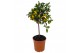 Citrus microcarpa Citrus Calamondin "op stam" 
