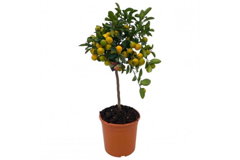 Citrus microcarpa Citrus Calamondin "op stam" Citrus microcarpa Citrus Calamondin "op stam"