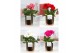 Gerbera mix belicht  in Pure Julia Gold 