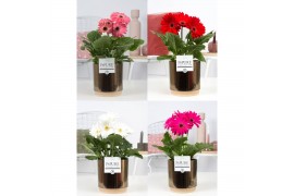 Gerbera mix belicht  in Pure Julia Gold