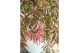 Acer palmatum extravaganza 