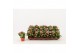 Kalanchoe calandiva roze zonder hoes 