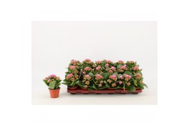 Kalanchoe calandiva roze zonder hoes