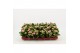 Kalanchoe calandiva roze zonder hoes 
