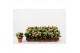 Kalanchoe calandiva roze zonder hoes 