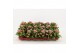 Kalanchoe calandiva roze zonder hoes 