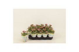 Kalanchoe calandiva roze