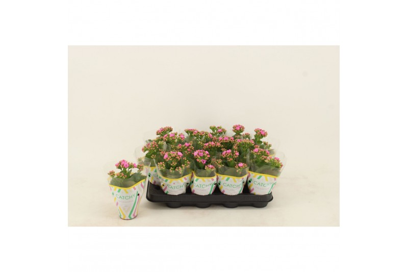 Kalanchoe calandiva roze 