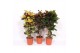 Codiaeum variegatum mix vertakt mixlaag 