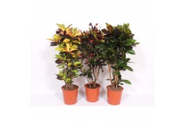Codiaeum variegatum mix vertakt mixlaag