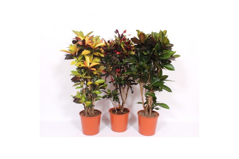 Codiaeum variegatum mix vertakt mixlaag 