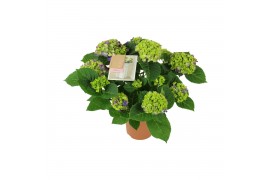Hydrangea macr. ningbo Lila 9-10 Bloem
