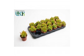 Crassula Moneymaker
