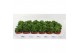 Crassula Moneymaker 