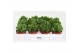 Crassula Moneymaker 