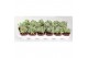 Crassula moneymaker variegata 