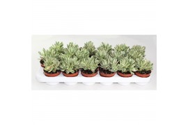 Crassula moneymaker variegata