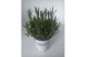 Lavandula x intermedia edelweiss wit 