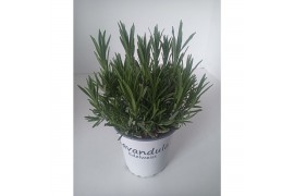 Lavandula x intermedia edelweiss wit