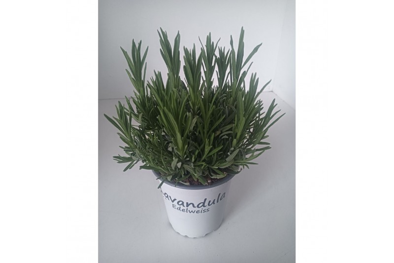 Lavandula x intermedia edelweiss wit 
