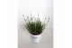 Lavandula x intermedia edelweiss wit 