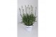 Lavandula x intermedia edelweiss wit 