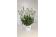 Lavandula x intermedia edelweiss wit 