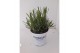 Lavandula x intermedia edelweiss wit 