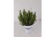Lavandula x intermedia edelweiss wit 