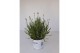 Lavandula x intermedia edelweiss wit 