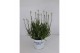 Lavandula x intermedia edelweiss wit 