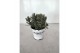 Lavandula x intermedia edelweiss wit 