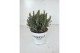 Lavandula x intermedia edelweiss wit 