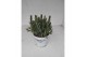 Lavandula x intermedia edelweiss wit 