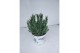 Lavandula x intermedia edelweiss wit 
