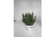 Lavandula x intermedia edelweiss wit 