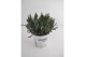 Lavandula x intermedia edelweiss wit 