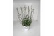 Lavandula x intermedia edelweiss wit 
