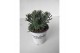 Lavandula x intermedia edelweiss wit 