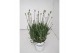 Lavandula x intermedia edelweiss wit 