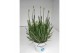 Lavandula x intermedia edelweiss wit 