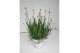 Lavandula x intermedia edelweiss wit 