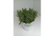 Lavandula x intermedia edelweiss wit 